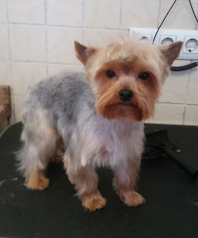 Peluquería Canina Gossos